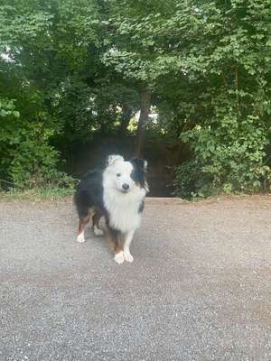 Dein Hund im Dogorama-Kalender 2021-Beitrag-Bild