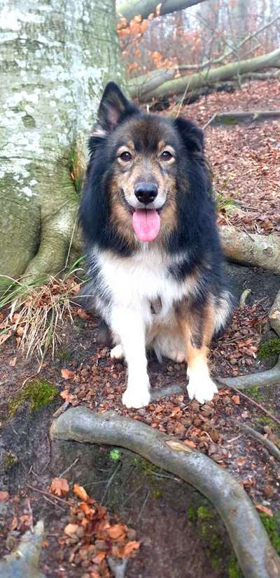 Mischlinge - die beste Rasse die es gibt-Beitrag-Bild