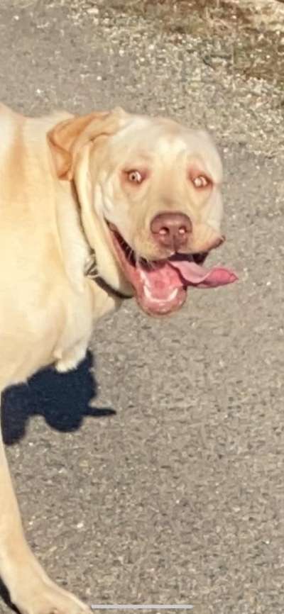 Fotochallenge Nr. 59 - Mein Hund zeigt die Zunge-Beitrag-Bild