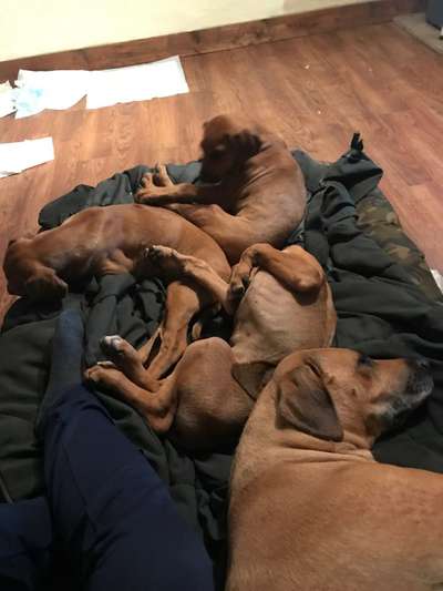 Rhodesian Ridgeback-Beitrag-Bild