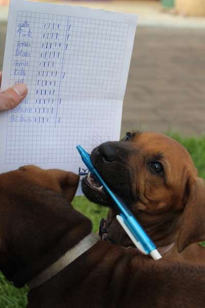Rhodesian Ridgeback-Beitrag-Bild