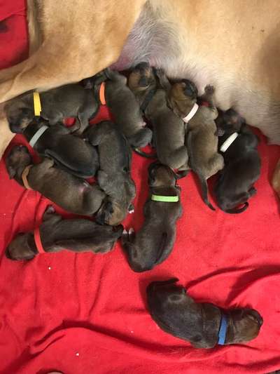 Rhodesian Ridgeback-Beitrag-Bild