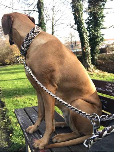 Rhodesian Ridgeback-Beitrag-Bild