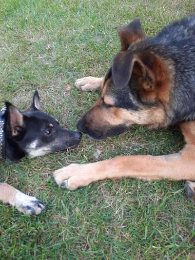 Die Dogorama Kalender Challenge Titelbild-Beitrag-Bild