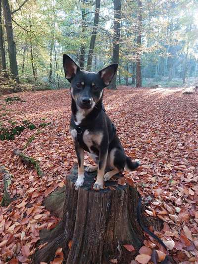 Herbst🍁-Beitrag-Bild