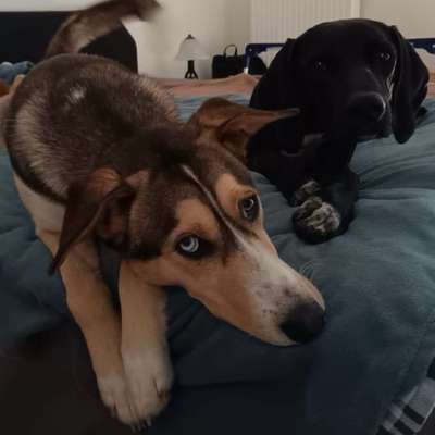 Hundetreffen-Hundetreffen um Alltagssituationen zu üben-Bild