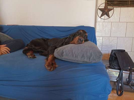 Gordon Setter-Beitrag-Bild