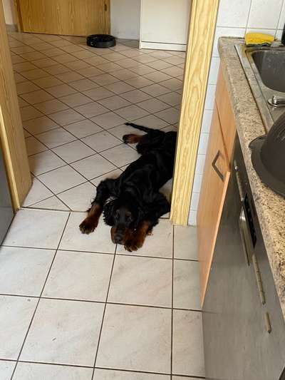 Sind englischer Setter so unruhig? Oder übertreiben sie nur?-Beitrag-Bild