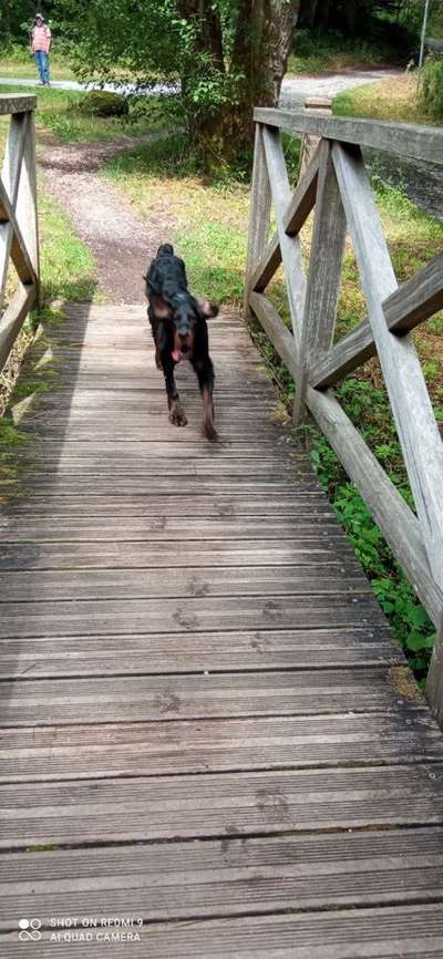 Gordon Setter-Beitrag-Bild