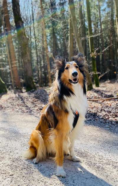 Collies gesucht-Beitrag-Bild