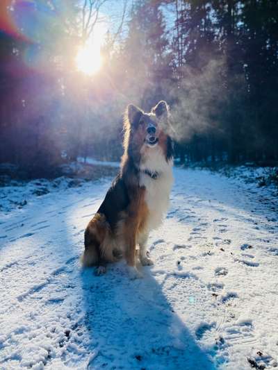 Die Dogorama Kalender Challenge Teil 2/4-Beitrag-Bild