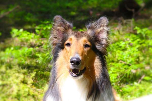 Zeichnungen eurer Hunde-Beitrag-Bild