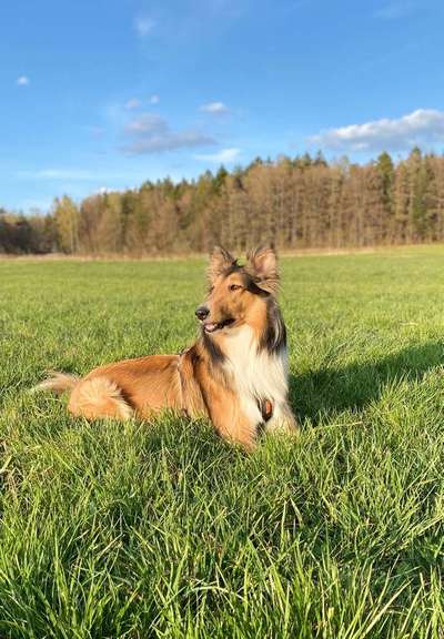 Dein Hund im Dogorama-Kalender 2021-Beitrag-Bild