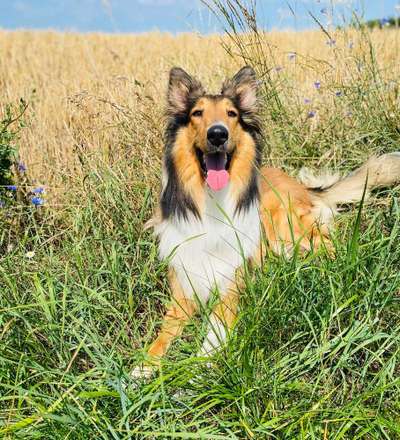 Dein Hund im Dogorama-Kalender 2021-Beitrag-Bild