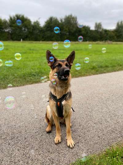 Zeichnungen eurer Hunde-Beitrag-Bild
