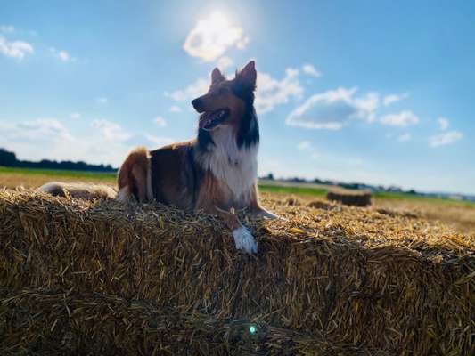 Foto's und Hundemodels-Beitrag-Bild