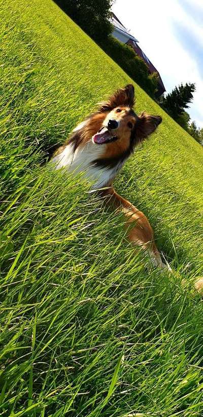 Dein Hund im Dogorama-Kalender 2021-Beitrag-Bild