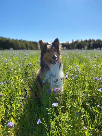 Foto's und Hundemodels-Beitrag-Bild