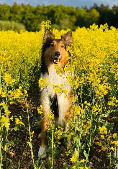Dein Hund im Dogorama-Kalender 2021-Beitrag-Bild