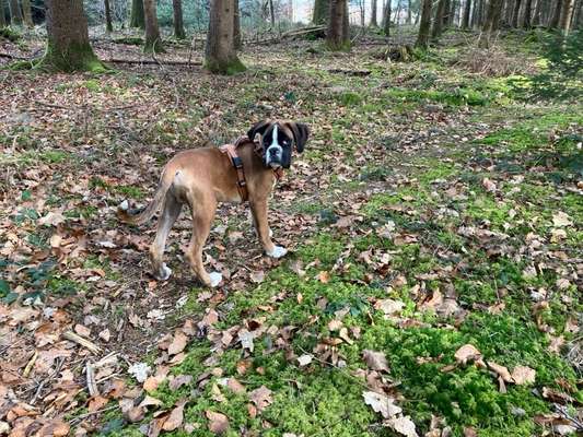 Hundetreffen-Boxer Welpe 4 Monate sucht Gassi/Spielparner-Bild