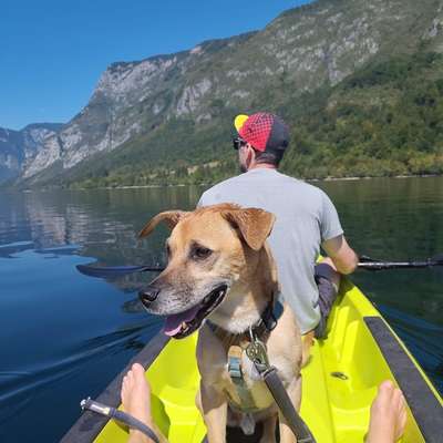 Hundetreffen-Gemeinsame Gassi Runden in Zentrum-West-Bild