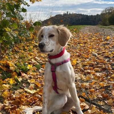 Hundetreffen-Garten-/Freizeitgrundstück gesucht-Bild