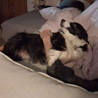 Schlaftemperatur mit Hund im Schlafzimmer-Beitrag-Bild