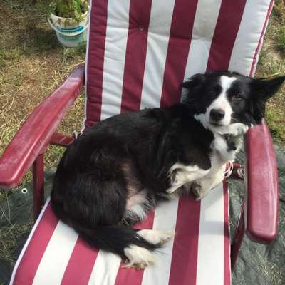 TierschutzhundeStammtisch🐕-Beitrag-Bild