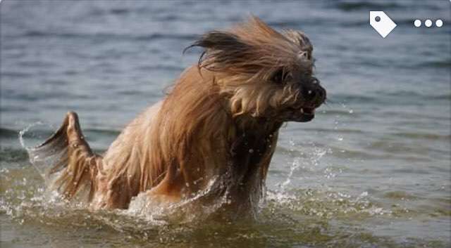 Die Dogorama Kalender Challenge Titelbild-Beitrag-Bild