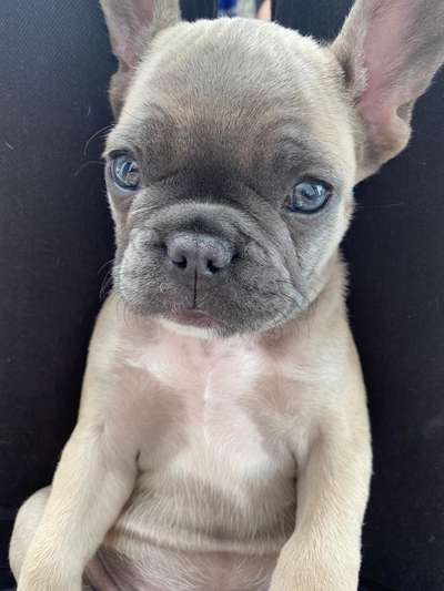 Welpen Bilder !-Beitrag-Bild