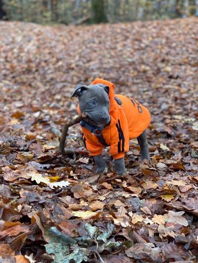 Welpen Bilder !-Beitrag-Bild