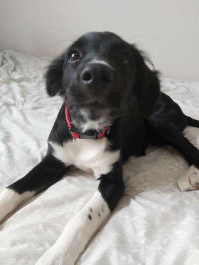 Welpen Bilder !-Beitrag-Bild