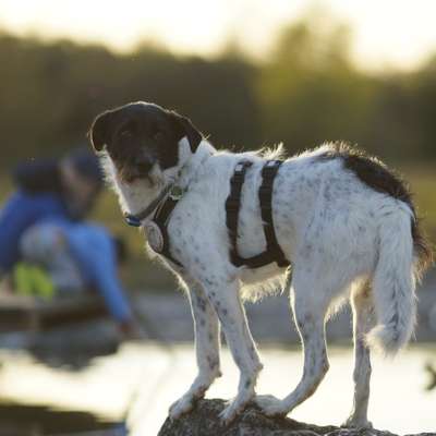 Hundetreffen-Gemeinsame Gassirunden-Bild