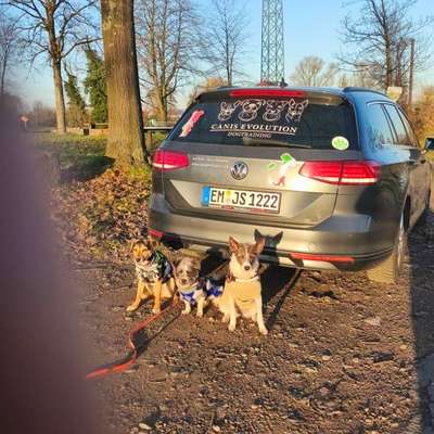 Hundetreffen-Treffen für Begleithundetraining mit anschließendem Social Walk und ausgiebiges Toben ☺️😀😊😄😉-Bild