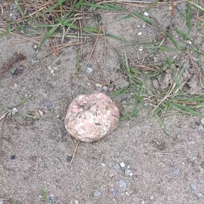 Giftköder-Vermutlich Giftköder-Bild