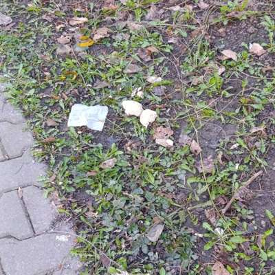 Giftköder-Vermutlich Giftköder-Bild