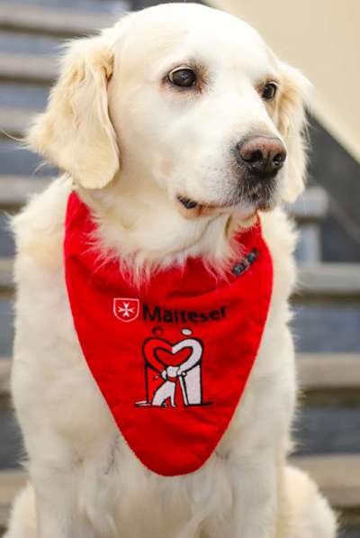 Wo sind die Golden Retriever Liebhaber?-Beitrag-Bild