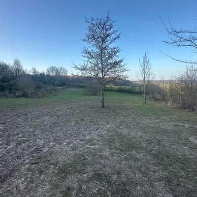 Hundeauslaufgebiet-Hundewiese Ober Ramstadt-Bild