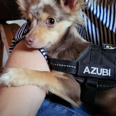 Hundetreffen-Welpentreff für kleine Welpen . ( Chihuahua,  Spitze, Dackel etc)