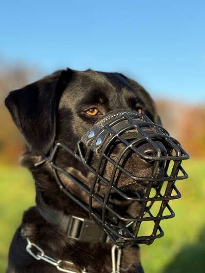 Hundetreffen-Gassi Runden, gemeinsame Unternehmungen , Training etc-Bild