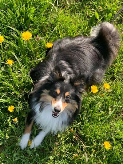 Shelties-Beitrag-Bild