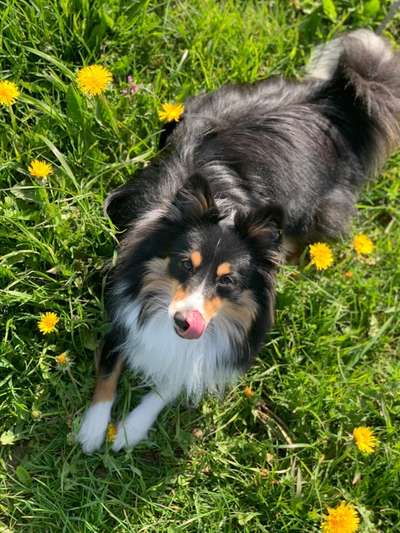 Fotochallenge No. 26                                     Wald und Wiese-Beitrag-Bild