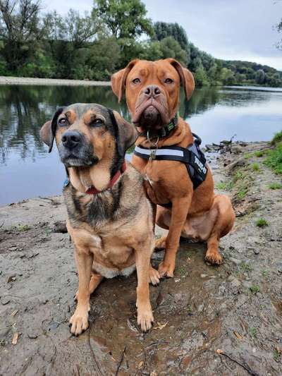 Die Dogorama Kalender Challenge Titelbild-Beitrag-Bild