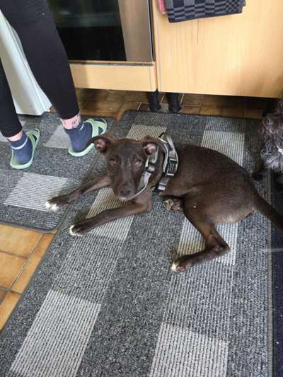 Welche Rasse ist mein Hund? (Mischling)-Beitrag-Bild