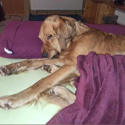 Gemeinsames Kuscheln im Bett!-Beitrag-Bild