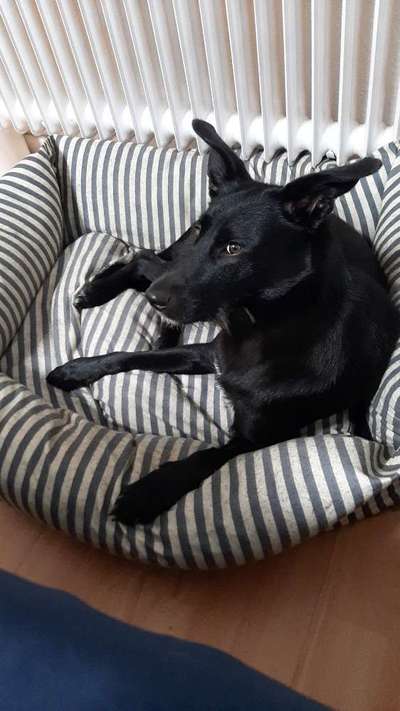 Die Dogorama Wochen Challenge-Beitrag-Bild