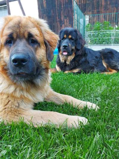 Germanischer Bärenhund-Beitrag-Bild