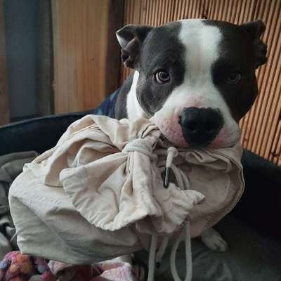 Hundetreffen-Skadi sucht Spielgefährten-Bild