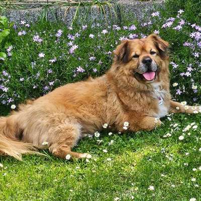 Hundetreffen-🐾 Entspannte Hundefreundschaft 🐾-Bild