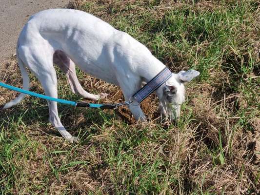 Windhunde - Treffen der besonderen Schönheiten
HERZLICH WILLKOMMEN-Beitrag-Bild